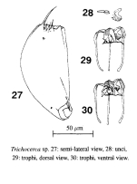 Trichocerca simoneae