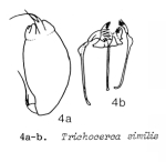 Trichocerca simoneae