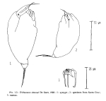 Trichocerca simoneae