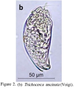 Trichocerca simoneae