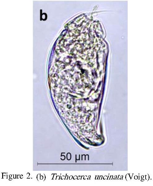 Trichocerca simoneae Trichocerca simoneae