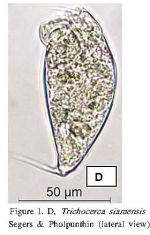 Trichocerca simoneae
