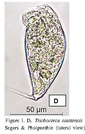 Trichocerca simoneae Trichocerca simoneae