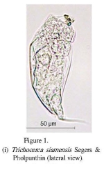 Trichocerca simoneae