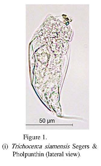 Trichocerca simoneae Trichocerca simoneae