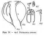 Trichocerca simoneae - Original description image