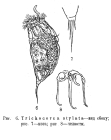 Trichocerca stylata