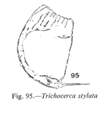 Trichocerca stylata