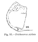Trichocerca stylata