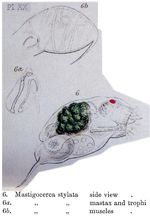 Trichocerca stylata