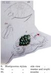 Trichocerca stylata