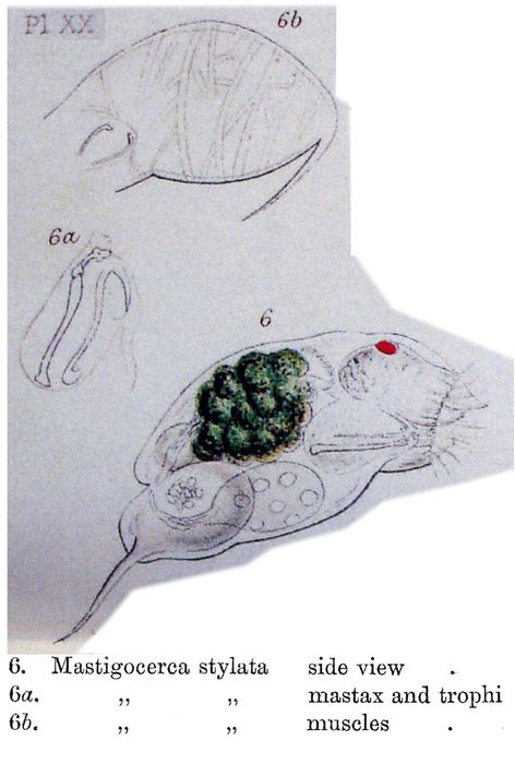Trichocerca stylata