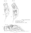 Trichocerca stylata