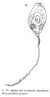 Trichocerca stylata