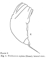 Trichocerca stylata