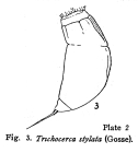 Trichocerca stylata