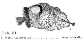Trichocerca stylata