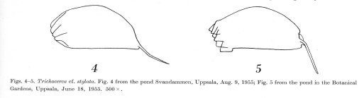 Trichocerca stylata