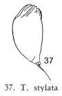 Trichocerca stylata
