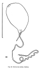 Trichocerca stylata