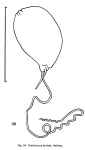 Trichocerca stylata