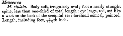 Trichocerca stylata - Original description image