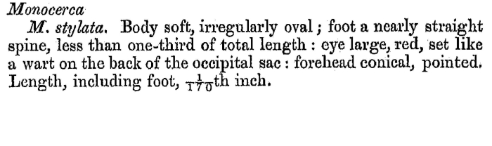 Trichocerca stylata - Original description image