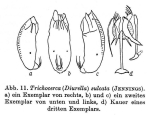 Trichocerca sulcata