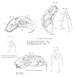 Trichocerca sulcata