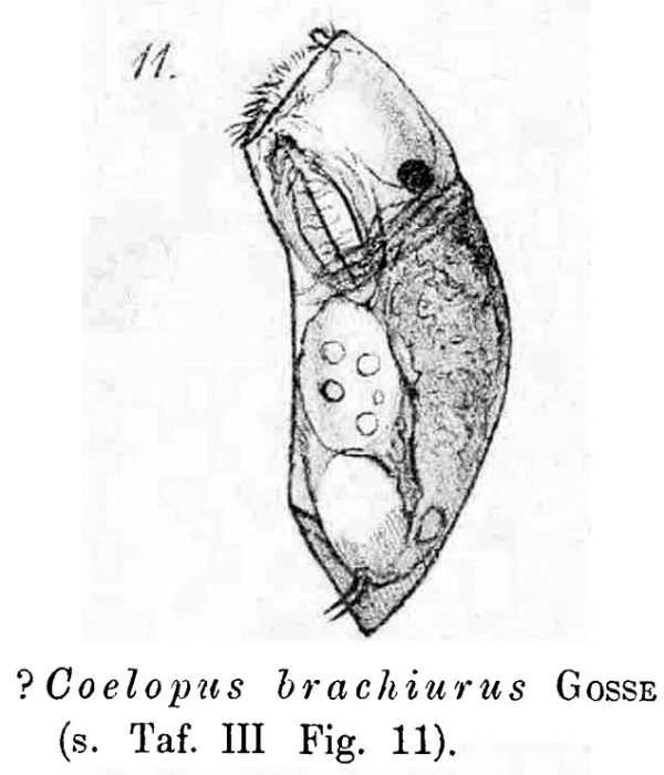 Trichocerca sulcata Trichocerca sulcata
