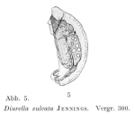 Trichocerca sulcata