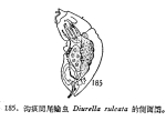 Trichocerca sulcata