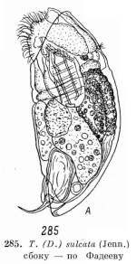 Trichocerca sulcata