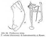 Trichocerca sulcata