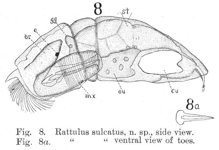Trichocerca sulcata - Original description image