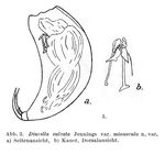 Trichocerca sulcata var. minuscula - Original description image