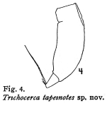 Trichocerca tapeinotes - Original description image