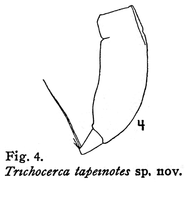 Trichocerca tapeinotes - Original description image