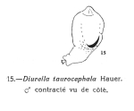 Trichocerca taurocephala