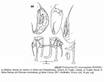 Trichocerca taurocephala