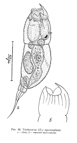 Trichocerca taurocephala
