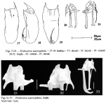 Trichocerca taurocephala
