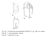 Trichocerca taurocephala