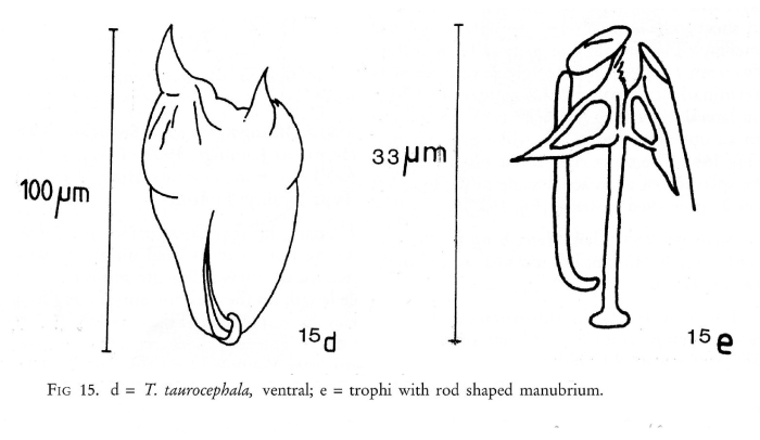 Trichocerca taurocephala Trichocerca taurocephala