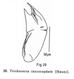 Trichocerca taurocephala