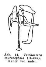 Trichocerca taurocephala