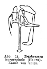 Trichocerca taurocephala
