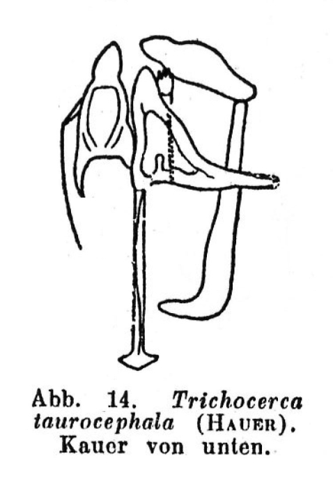 Trichocerca taurocephala Trichocerca taurocephala