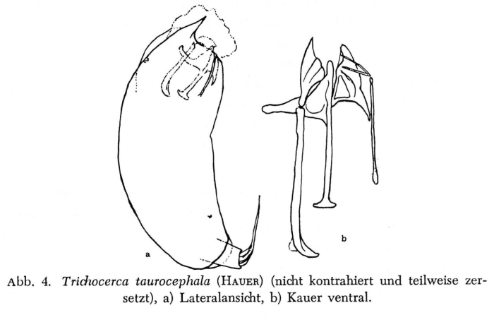 Trichocerca taurocephala Trichocerca taurocephala