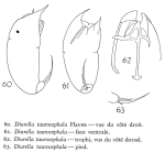 Trichocerca taurocephala